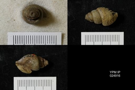 Chenopus turriculoides