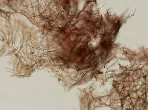 Iophon sp.