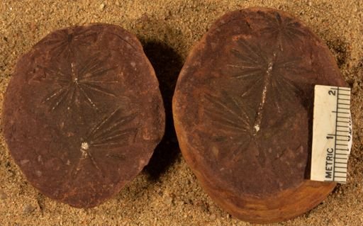 Annularia