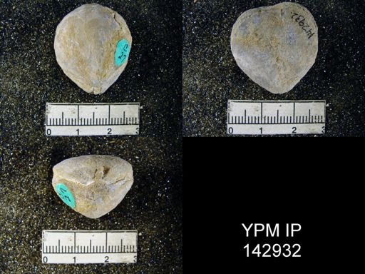 Spirigerella derbyi