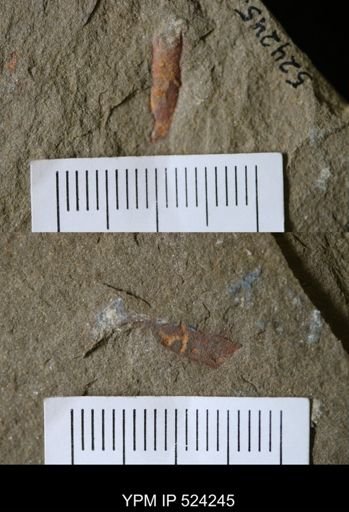 undet. Arthropoda