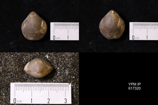 Coenothyris sp.