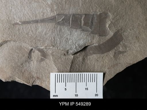 Eurypterus remipes remipes