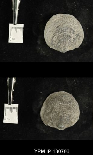 Spinatrypa spinosa