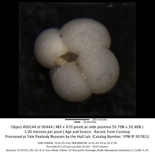 undet. Foraminiferida