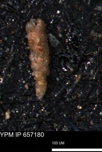 Verneuilinoides kansasensis