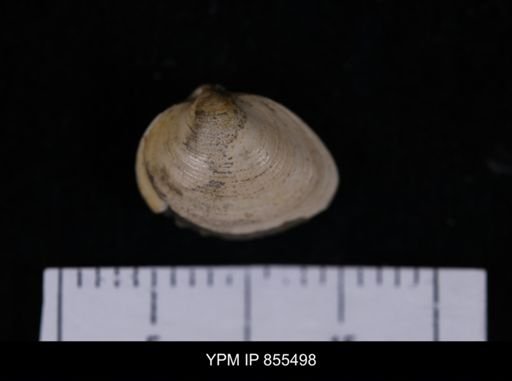 Limopsis striatopunctatus