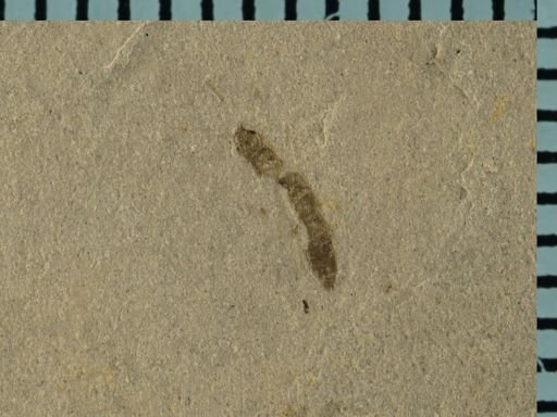 undet. Staphylinidae
