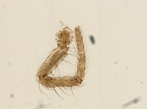 Araneae