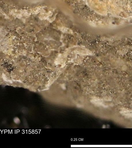 undet. Mollusca