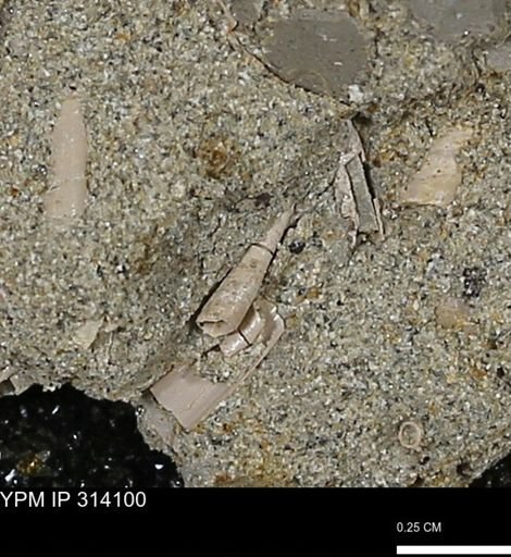 undet. Scaphopoda