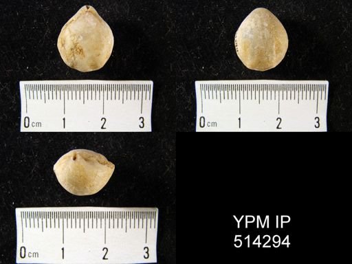Dielasma breviplicatum