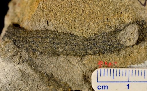 Archaeosigillaria sp.