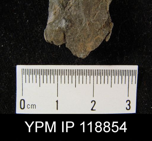 Dalmanella wisbyensis