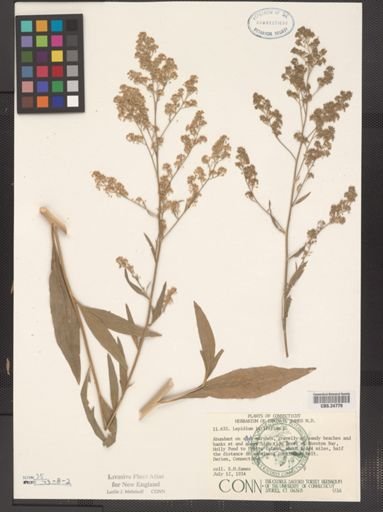 Lepidium latifolium