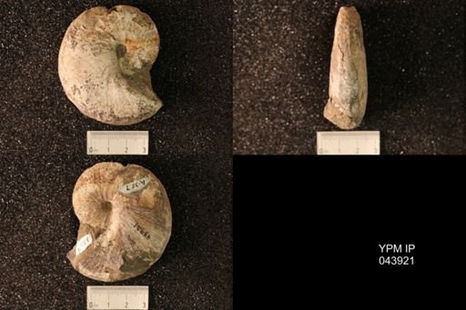 Hoploscaphites nicolletii