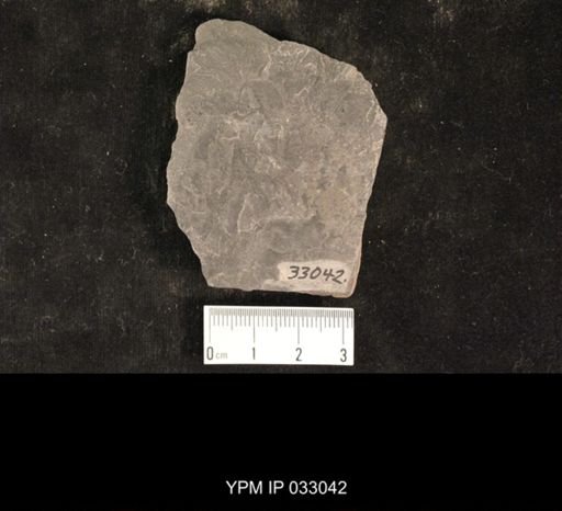 Mormolucoides articulatus