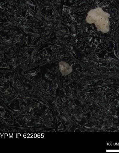 undet. Foraminiferida