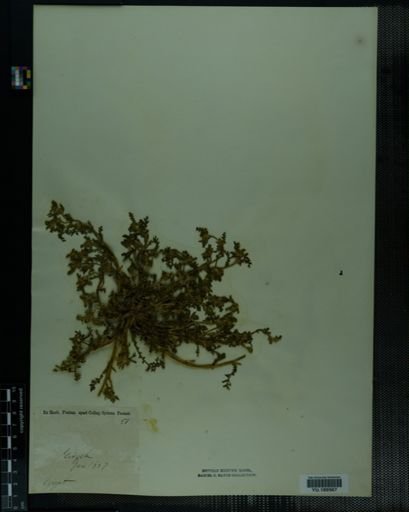 Plantae
