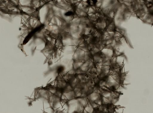 Myxilla incrustans