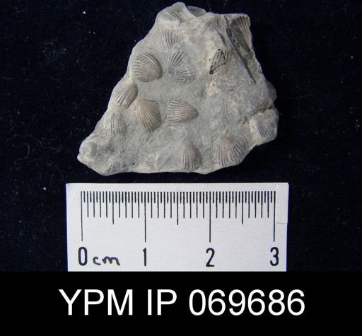 Zygospira recurvirostris