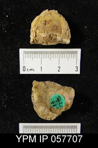 Eatonia tennesseensis