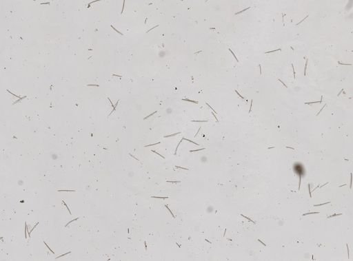 Halichondrida