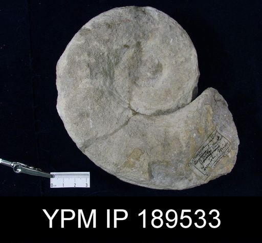 Centroceras ohioensis