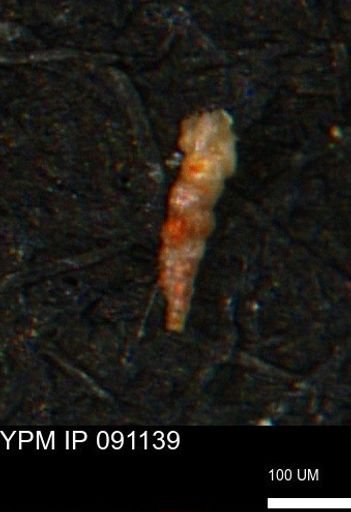 Verneuilinoides kansasensis