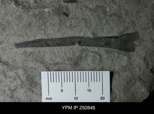undet. Eurypterida
