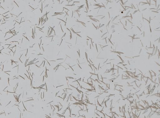 Ophlitaspongia sp.