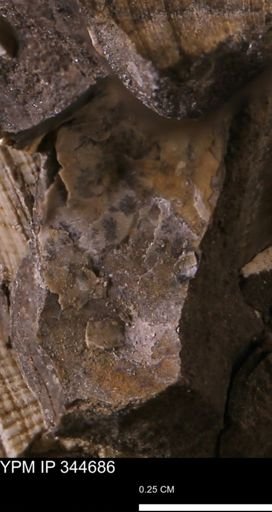 undet. Mollusca