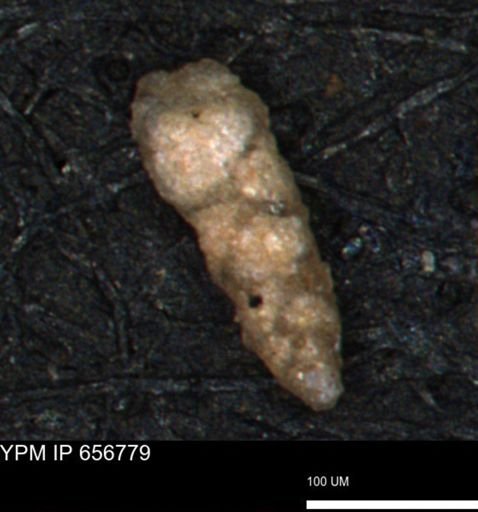 Verneuilinoides hectori
