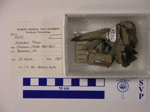 Enchodus ferox?