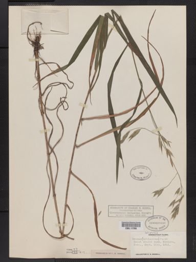 Bromus latiglumis