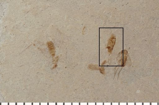 Diptera