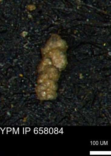 Ammobaculoides phaulus