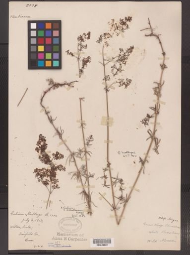 Galium mollugo