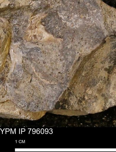 undet. Bivalvia
