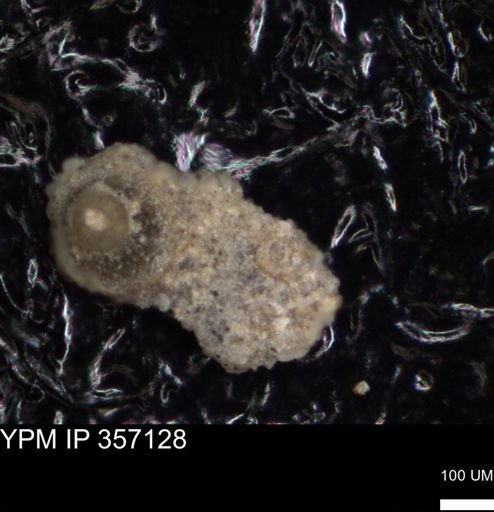 undet. Foraminiferida