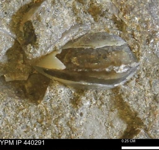 Protocardia subquadrata