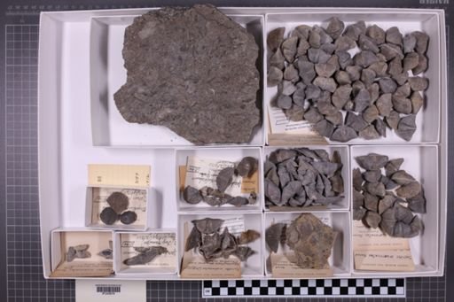 mixed taxa, stratigraphic collection