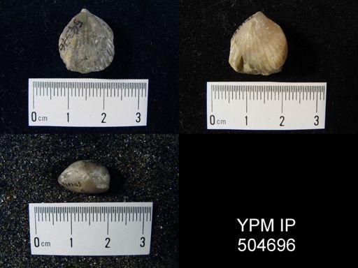Rhynchopora?