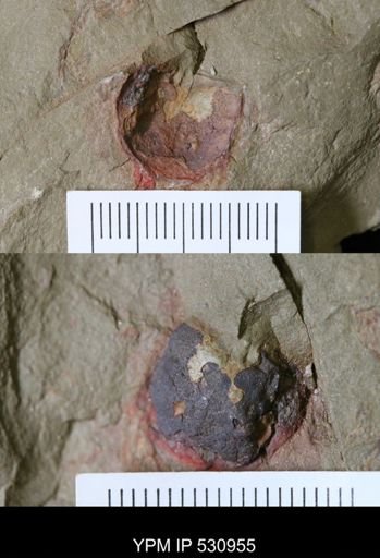 undet. Xiphosurida