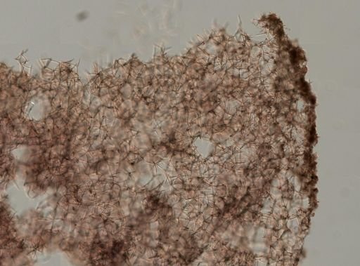 Toxadocia sp.