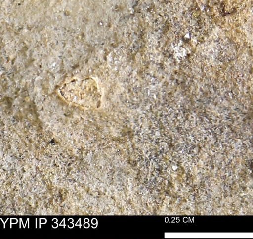 undet. Mollusca