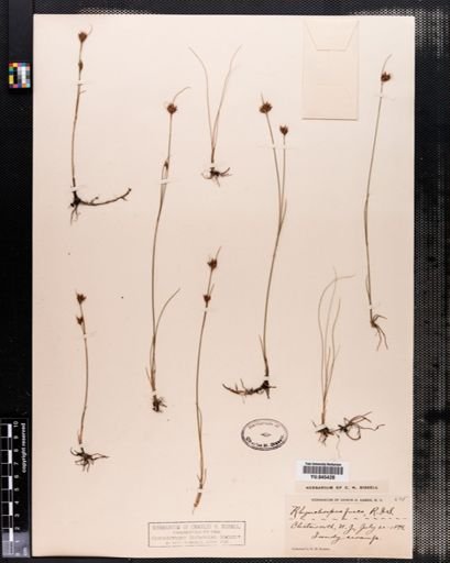 Rhynchospora fusca