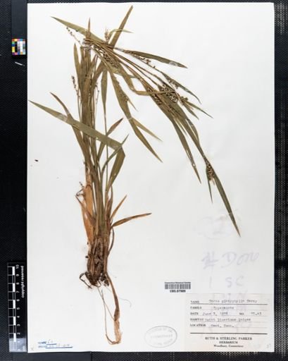 Carex platyphylla