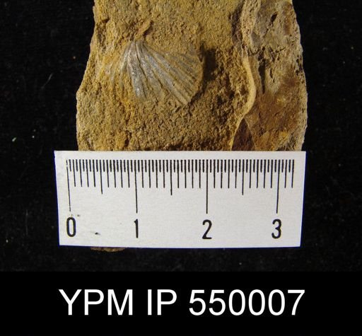 Spirifer cameratus
