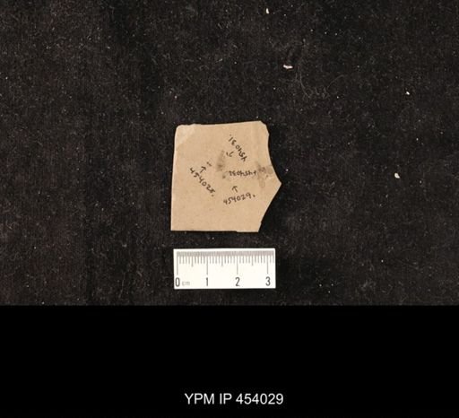 undet. Diptera